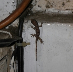 Hemidactylus platyurus