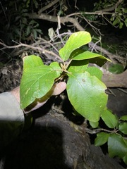 Gmelina leichhardtii