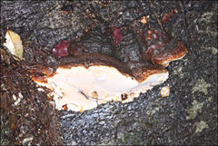 Australoporus tasmanicus