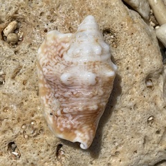 Euprotomus aurisdianae
