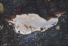 Australoporus tasmanicus