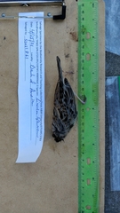 Ammodramus savannarum