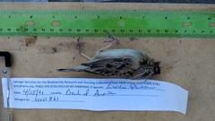 Ammodramus savannarum