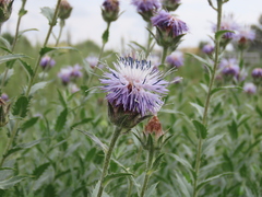 Carthamus caeruleus