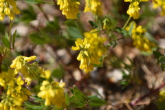 Trigonella esculenta