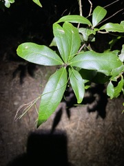 Denhamia celastroides