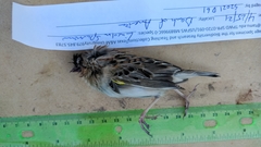 Ammodramus savannarum