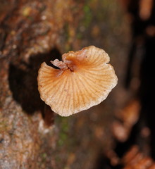 Entoloma readiae