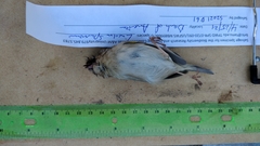 Ammodramus savannarum