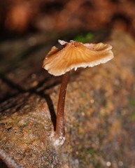 Entoloma readiae