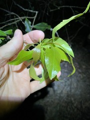 Denhamia celastroides