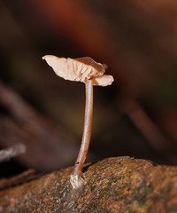 Entoloma readiae