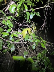 Denhamia celastroides