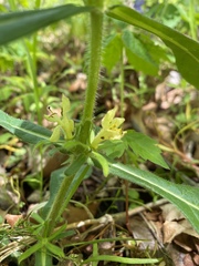 Triosteum angustifolium