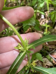 Triosteum angustifolium