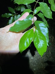 Gynochthodes umbellata