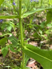 Triosteum angustifolium