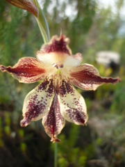 Gladiolus maculatus