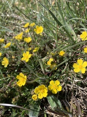 Potentilla heptaphylla