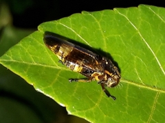 Teletusa