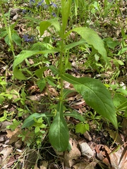 Triosteum angustifolium