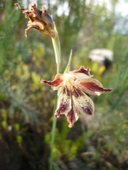 Gladiolus maculatus