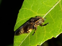 Teletusa