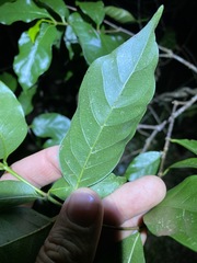 Gynochthodes umbellata