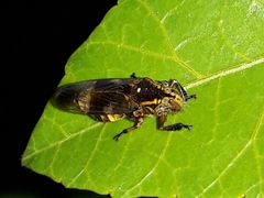 Teletusa