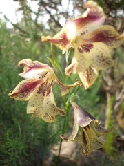 Gladiolus maculatus