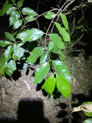 Gynochthodes umbellata