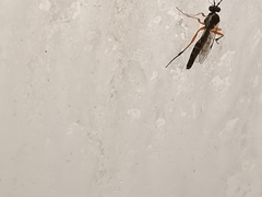 Syrphoctonus tarsatorius