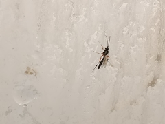 Syrphoctonus tarsatorius