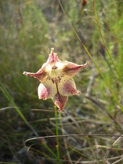Gladiolus maculatus