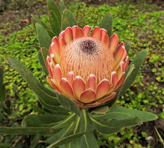 Protea compacta × susannae