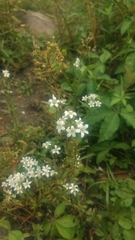 Lysimachia candida