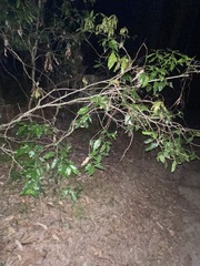 Denhamia celastroides