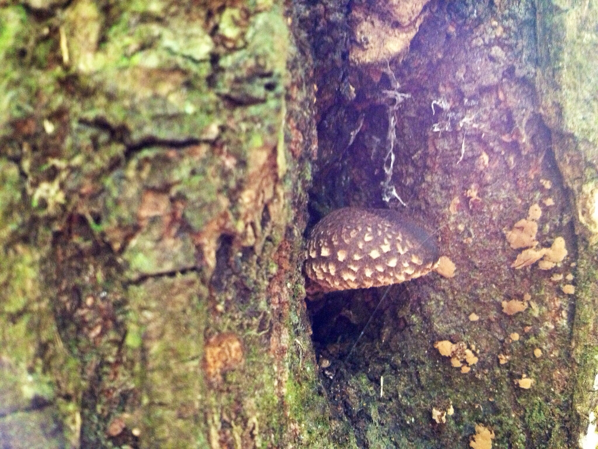 Lentinula novae-zelandiae image