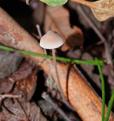 Mycena austrofilopes