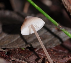 Mycena austrofilopes