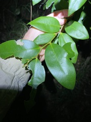Diospyros pentamera