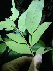 Diospyros pentamera