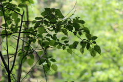 Fagus longipetiolata