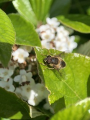 Eristalis pertinax