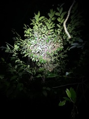 Diospyros pentamera