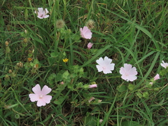 Malva hispanica
