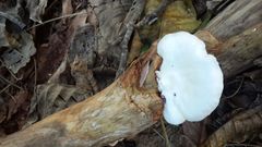 Pleurotus