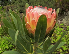 Protea compacta × susannae