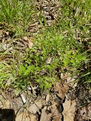 Chaerophyllum tainturieri