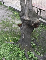 Sciurus vulgaris